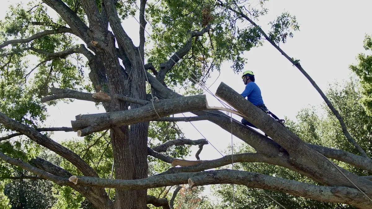 Professional Crown Thinning performed by certified arborists in Au Train